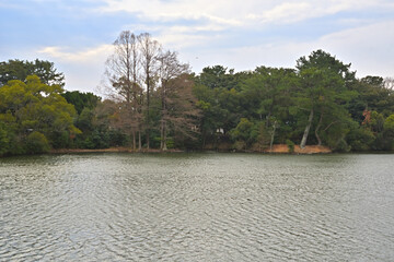 葉っぱを落としたラクウショウが見える池の水面が、強風で波立っている風景