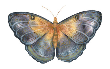 Watercolor illustration of a mystical butterfly with celestial elements and golden details. Perfect for prints, tattoo designs, boho decor, and fantasy themes.