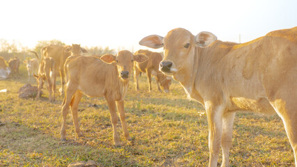 Golden Hour Calves: Two calves in a field captured in the soft light of the golden hour, alongside the herd. Showcasing the beauty of livestock in natural surroundings.
