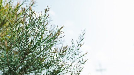 Botanical Serenity: A close-up shot of vibrant green leaves and branches against a soft background, evoking tranquility and connection with nature.