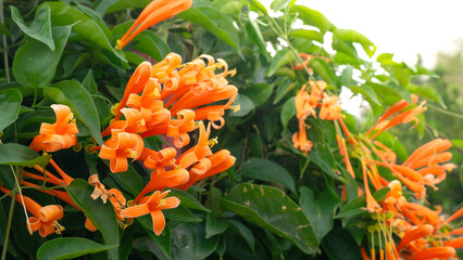 Vibrant Orange Trumpet Vine: Close-up view of vibrant orange trumpet vine flowers, showcasing the...