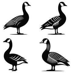 Set of Canada geese in their natural habitat near water