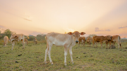 Calves in Sunlight: A herd of young calves graze serenely in a sun-kissed pasture. The golden hour bathes the scene in a warm, inviting light.