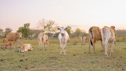 Tranquil Grazing: A herd of serene cattle graze peacefully in a sprawling green field under a soft,...