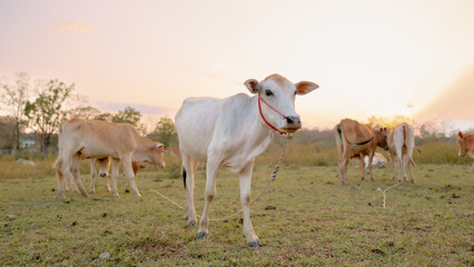 Cows in the Golden Hour: Peaceful cows grazing in a sun-kissed field, a pastoral scene conveying tranquility and the beauty of nature.