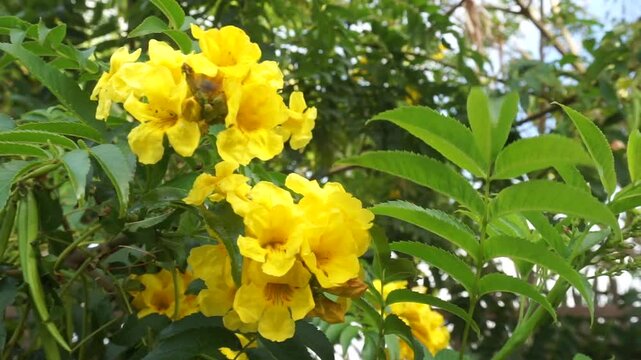 Tecoma stans flowers also called Ginger thomas,Trumpetbush or Yellow elder in the garden of Tenerife,Canary Islands,Spain,4K