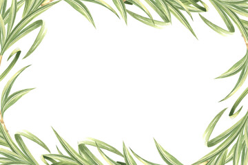 Fototapeta premium Sugar cane leaves watercolor horizontal frame isolated. Botanical border from green foliage or herbs. Hand drawn illustration of bamboo greenery. Tropical plants for template postcard in sketch style.