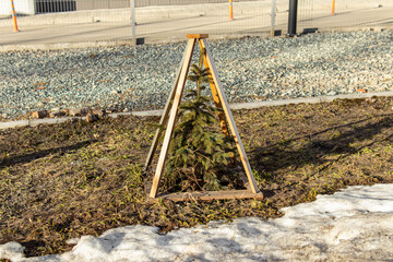 Wooden shelter of a young coniferous plant in the park. Protective fence for tree