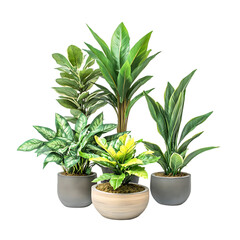 Fototapeta premium Indoor Plants: Potted Greenery