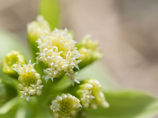 春の森　淡い黄色のフキの花16