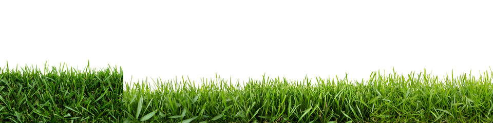 Fototapeta premium Vibrant verdant expanse of lush fresh green grass in a peaceful natural outdoor setting