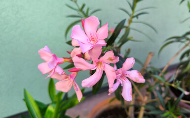 colorful blooming oleander close up