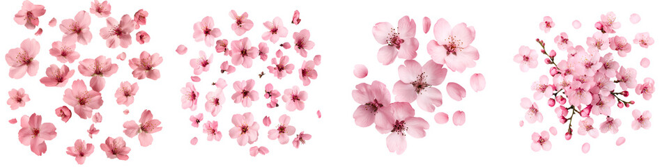 Fototapeta premium Lush vibrant pink cherry blossoms in full bloom fill the frame creating a captivating and serene floral backdrop
