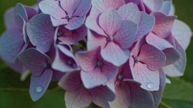 Delicate purple hydrangea flowers with water drops