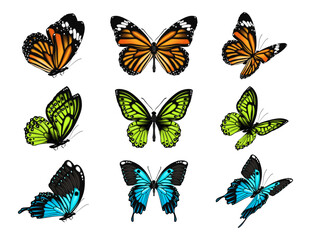 Obraz premium Nectar feeding insects, isolated realistic butterflies. Vector Lepidoptera animals, fauna and environment. Fly with brightly colored wings, creature with antennae. Ecosystem and zoology