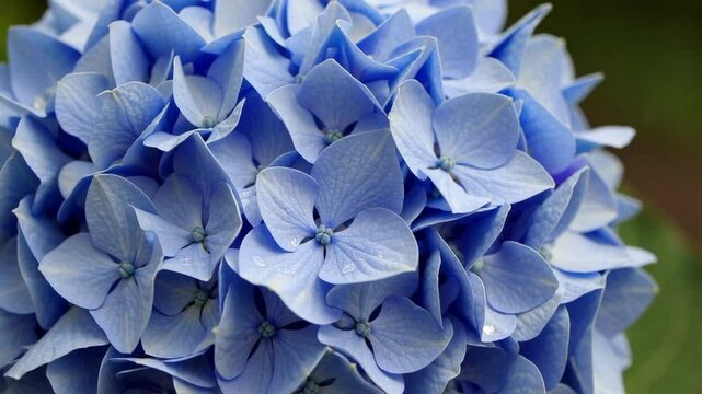 Close-up of Vibrant Blue Hydrangea Blossoms with Water Droplets