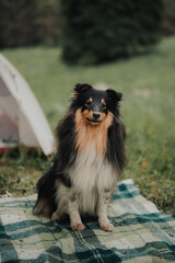 portrait of a sheltie dog on a blanket near a tent