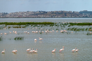 Flamants roses dans une zone humide