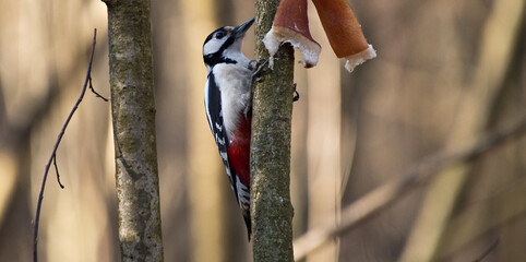 A woodpecker in the forest on a bird feeder.