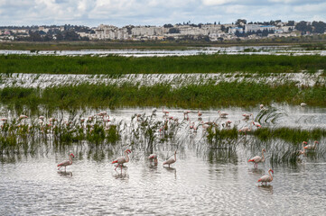 Flamants roses dans une zone humide