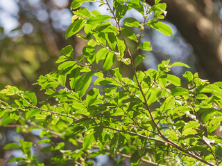 森に日が差し緑の木の葉が輝く09
