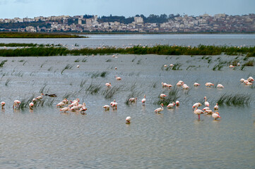 Flamants roses dans une zone humide