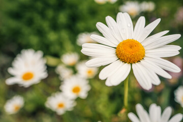 Fototapeta premium Close-up of a blooming daisy with white petals and a yellow center in a summer garden. Soft background of blurred green leaves and other daisies enhances the peaceful natural atmosphere