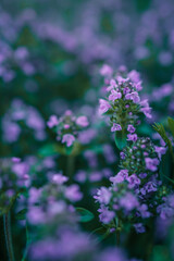 Close-up of wild purple thyme flowers blooming in a meadow. The soft-focus background and vivid details create a dreamy, calming botanical scene