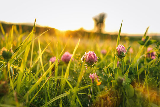 Close-up of blooming pink clover flowers in a grassy field at golden hour, with warm sunlight creating a peaceful summer atmosphere