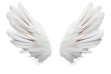 Obraz premium A delicate pair of angelic wings with soft white feathers, isolated on transparent background, PNG file.