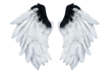 A delicate pair of angelic wings with soft white feathers, isolated on transparent background, PNG file.