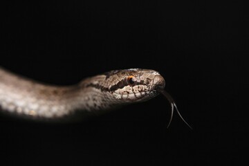 Smooth Snake with Forked Tongue on Black Background – Close-Up Wildlife Photo


