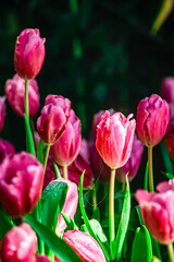 Fototapeta premium Beautiful Botanical Garden with Blooming Pink Tulip Flowers in Springtime