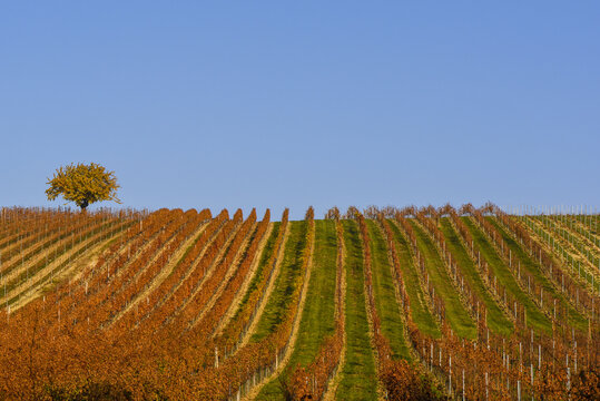 Weinbaugebiet Blaufr&auml;nkisch Land, Deutschkreutz, Burgenland, &Ouml;