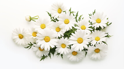 Obraz premium A photo of white daisy floral isolated on white background, watercolor style, spring summer season.