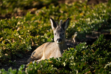 dear in the field