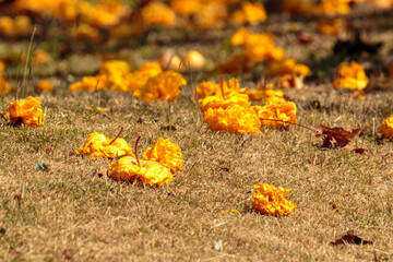 yellow spring flowers