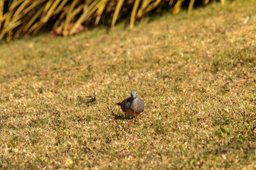 bird in the grass