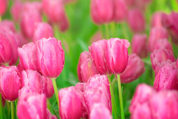 Fototapeta premium Beautiful Botanical Garden with Blooming Pink Tulip Flowers in Springtime