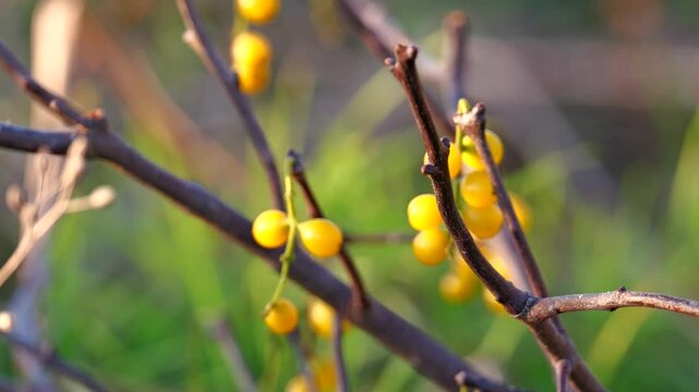 Yellow mistletoe, or loranthus europaeus parasitic plant during winter in a forest