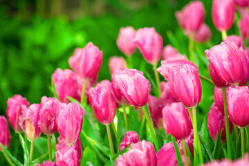 Beautiful Botanical Garden with Blooming Pink Tulip Flowers in Springtime