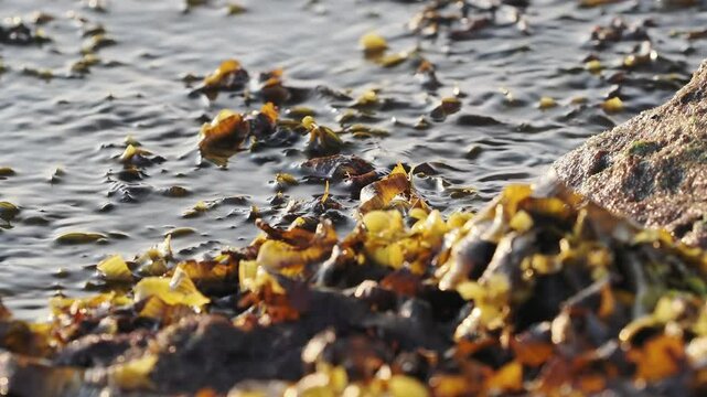 Golden seaweed on rocks in the evening sea waves
