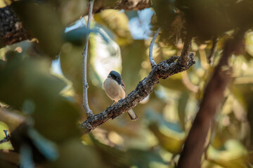 Flycatchers perch on branches during the day.