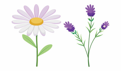 Fototapeta premium pink daisy flowers