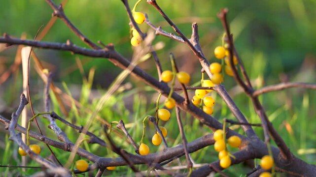 Yellow mistletoe, or loranthus europaeus parasitic plant during winter in a forest