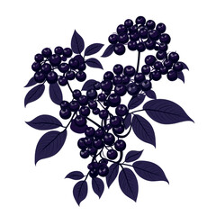 Illustration of black elderberry cluster with leaves on white background