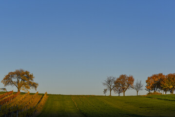 Fototapeta premium Kirschbaum im Herbst, Forchtenstein, Rosalia, Bucklige Welt, Bur