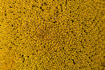 Detail of yellow orange sunflower head texture closeup