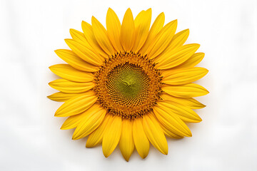 Obraz premium Beautiful sunflower on a white background
