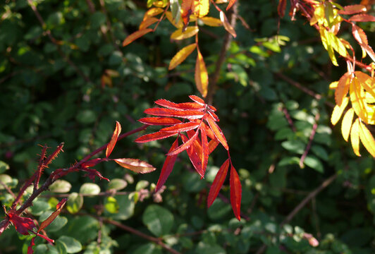 Herbstbl&auml;tter